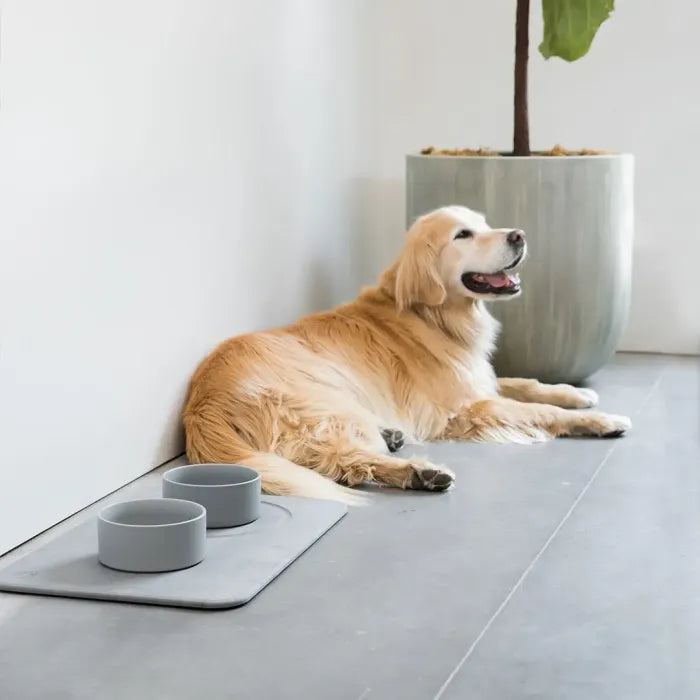 Dog Bowls
